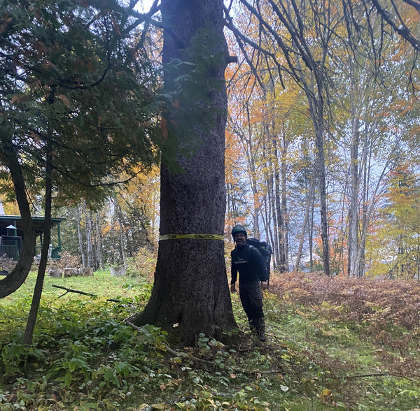 Signes qu’un arbre devient à risque