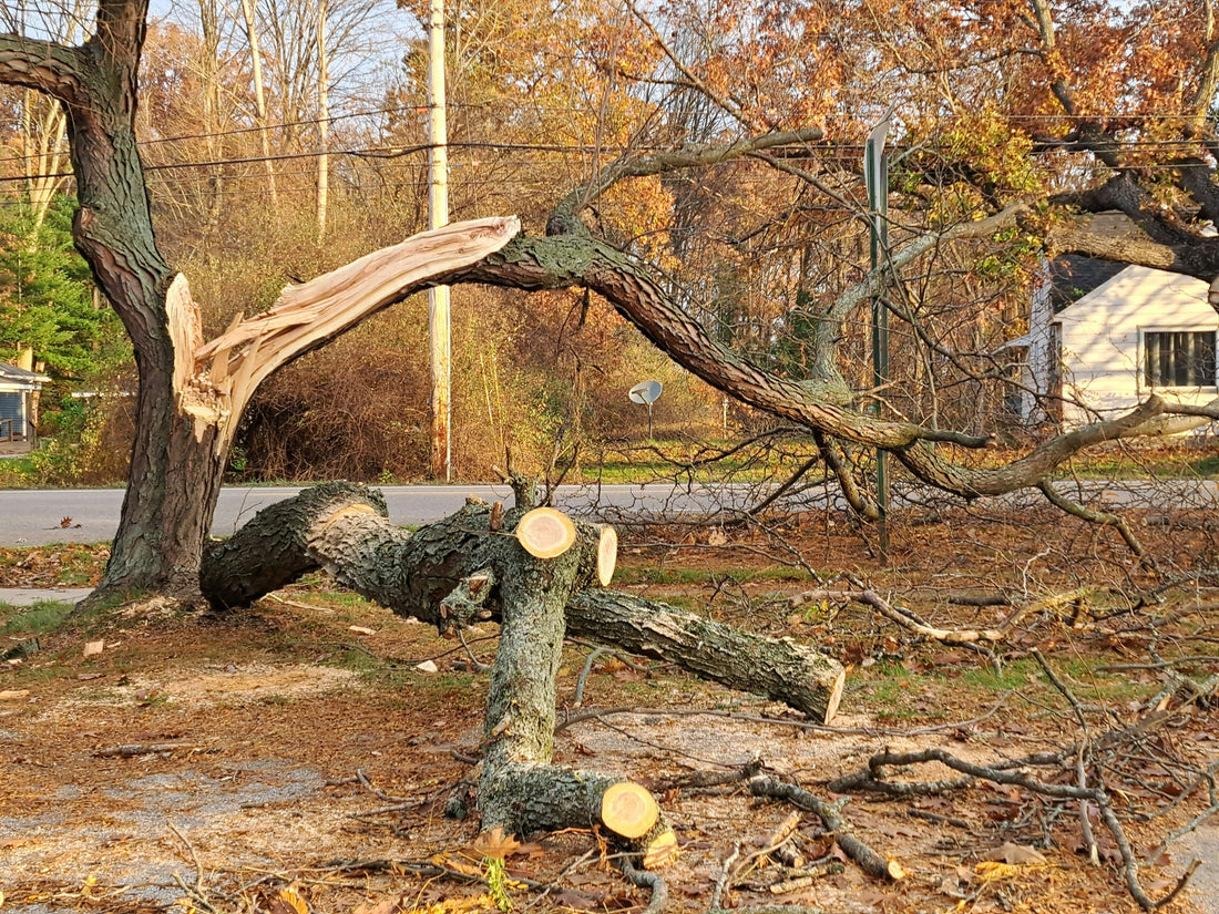 Après une tempête : quoi faire avec un arbre dangereux?