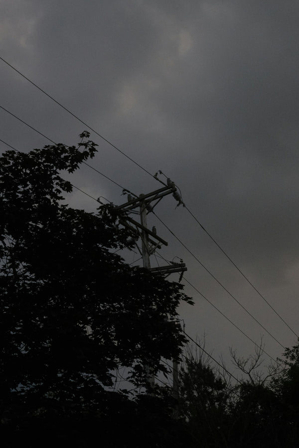 Arbre près des fils électriques : qui appeler et quoi ne pas faire