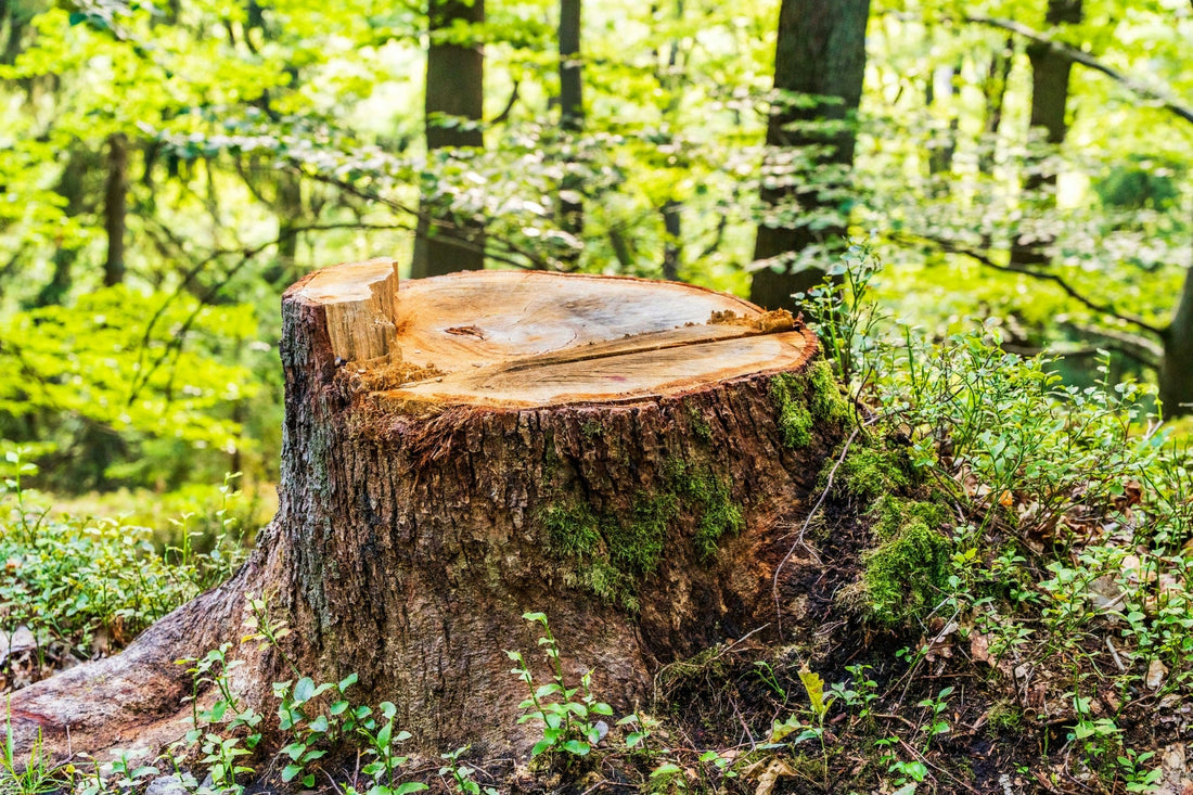 Souche d’arbre : faut-il l’enlever après un abattage?