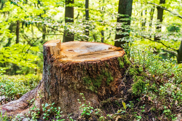Souche d’arbre : faut-il l’enlever après un abattage?